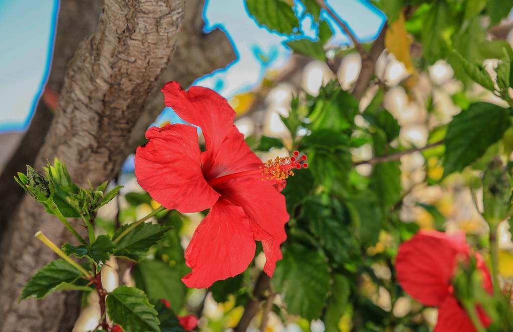 Vila Channa - Adults Only Albufeira Esterno foto